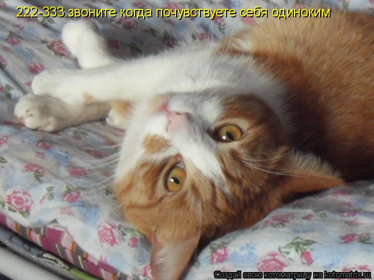 222-333.звоните когда почувствуете себя одиноким... Котоматрица: 222-333.звоните когда почувствуете себя одиноким