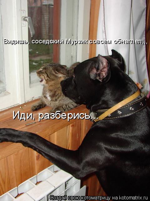 Видишь, соседский Мурзик совсем обнаглел,,, Иди, разберись...... Котоматрица: Видишь, соседский Мурзик совсем обнаглел,,, Иди, разберись...