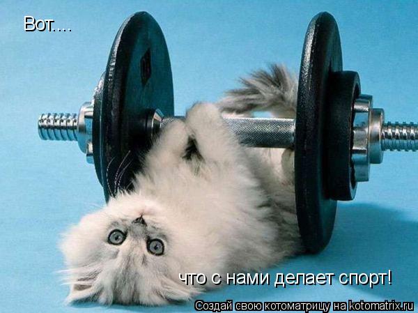 Котоматрица: Вот.... что с нами делает спорт!