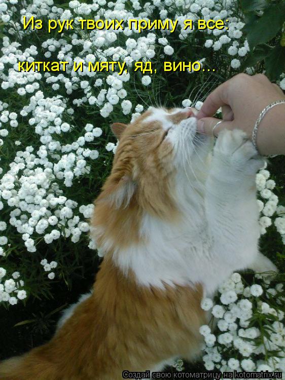 Из рук твоих приму я все: киткат и мяту, яд, вино...... Котоматрица: Из рук твоих приму я все: киткат и мяту, яд, вино...