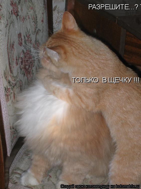 Котоматрица: РАЗРЕШИТЕ...? ТОЛЬКО  В ЩЕЧКУ  ТОЛЬКО  В ЩЕЧКУ !!!