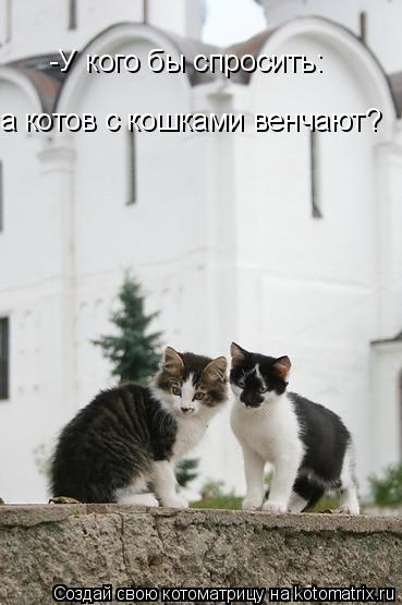 -У кого бы спросить: а котов с кошками венчают?... Котоматрица: -У кого бы спросить: а котов с кошками венчают?