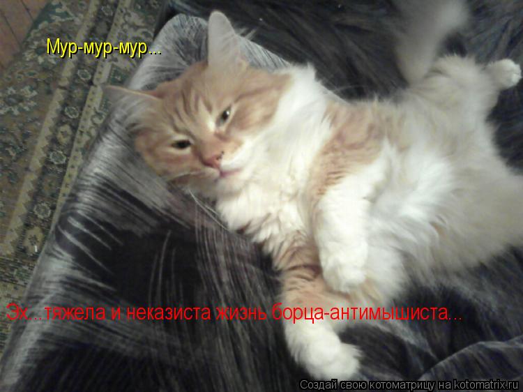 Эх...тяжела и неказиста жизнь борца-антимышиста... Мур-мур-мур...... Котоматрица: Эх...тяжела и неказиста жизнь борца-антимышиста... Мур-мур-мур...