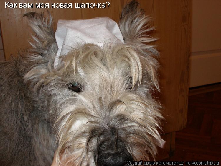 Котоматрица: Как вам моя новая шапочка?