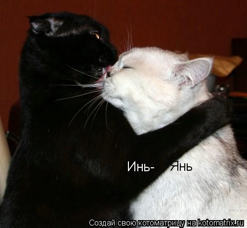 Инь- Янь... Котоматрица: Инь- Янь