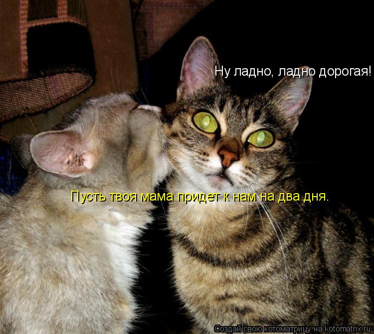 Ну ладно, ладно дорогая! Пусть твоя мама придет к нам на два дня. Пусть твоя мама придет к нам на дв... Котоматрица: Ну ладно, ладно дорогая! Пусть твоя мама придет к нам на два дня. Пусть твоя мама придет к нам на два дня.