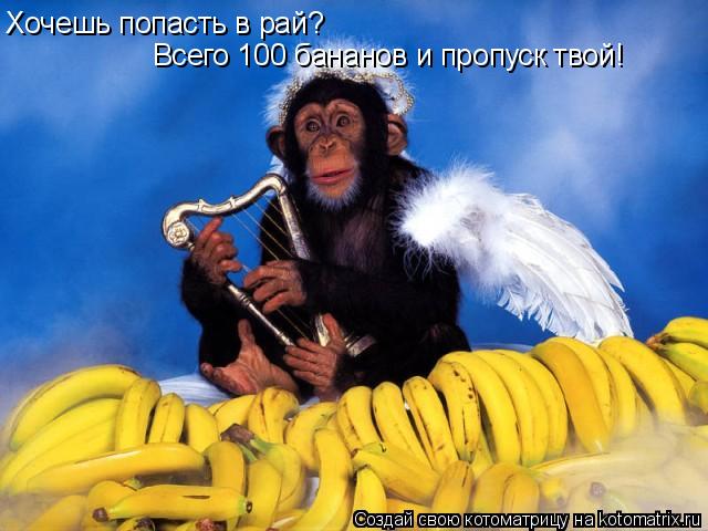 Хочешь попасть в рай? Всего 100 бананов и пропуск твой!... Котоматрица: Хочешь попасть в рай? Всего 100 бананов и пропуск твой!
