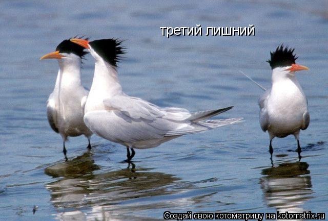 третий лишний... Котоматрица: третий лишний