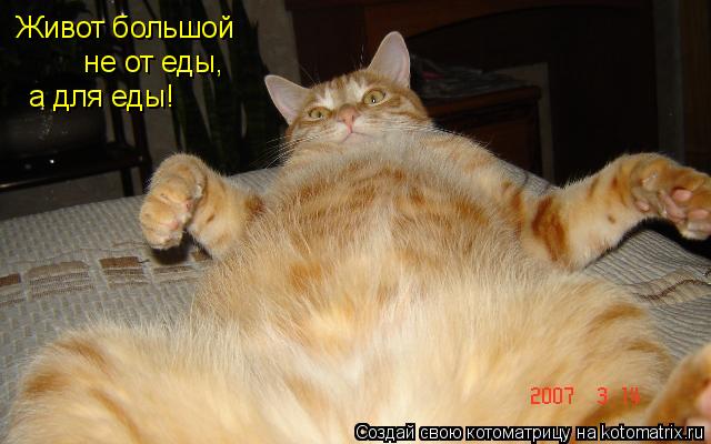 Живот большой не от еды, а для еды!... Котоматрица: Живот большой не от еды, а для еды!
