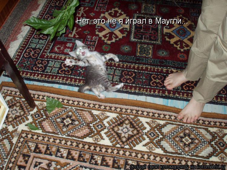 Нет, это не я играл в Маугли...... Котоматрица: Нет, это не я играл в Маугли...