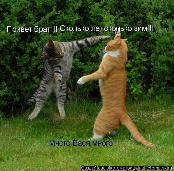 Привет брат!!! Сколько лет,сколько зим!!!! Много Вася,много!... Котоматрица: Привет брат!!! Сколько лет,сколько зим!!!! Много Вася,много!