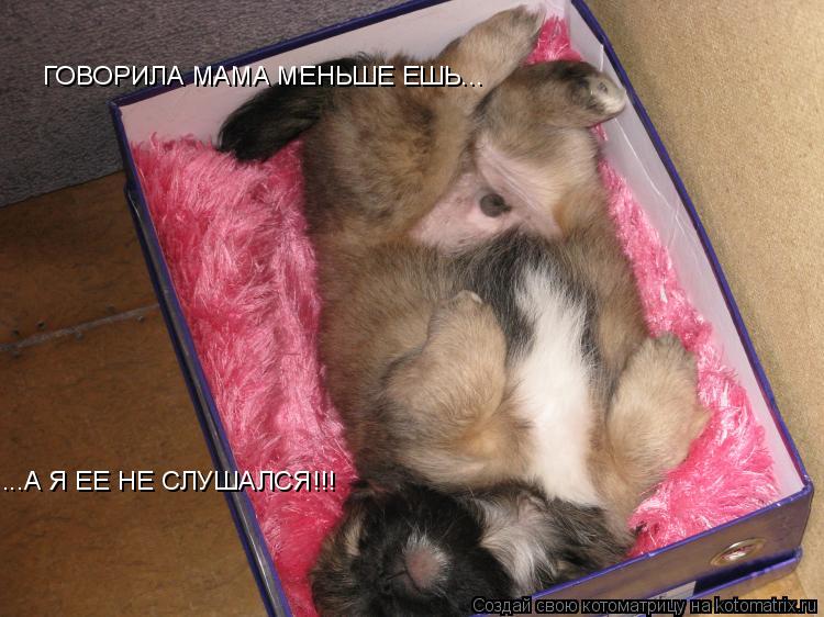 ГОВОРИЛА МАМА МЕНЬШЕ ЕШЬ... ...А Я ЕЕ НЕ СЛУШАЛСЯ!!!... Котоматрица: ГОВОРИЛА МАМА МЕНЬШЕ ЕШЬ... ...А Я ЕЕ НЕ СЛУШАЛСЯ!!!