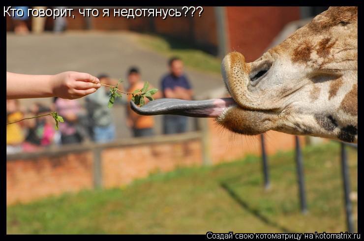 Котоматрица: Кто говорит, что я недотянусь???