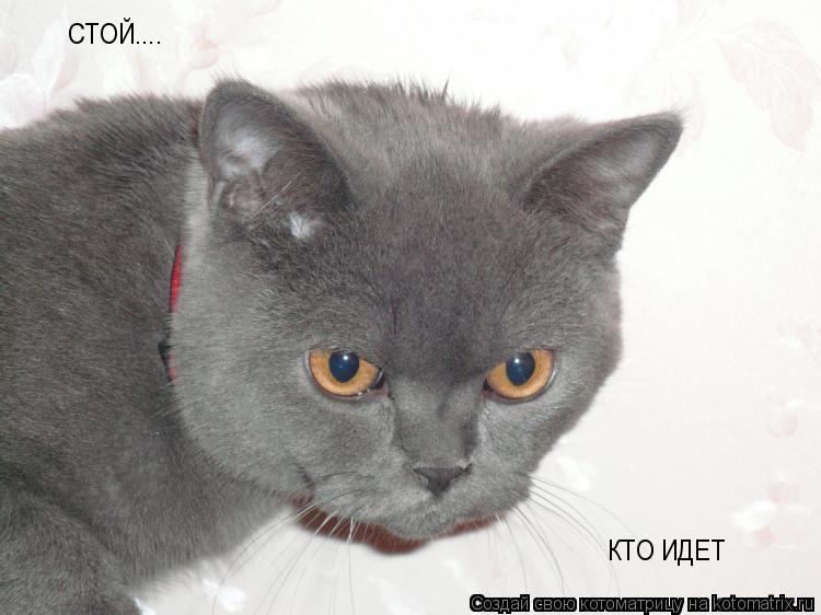 СТОЙ.... КТО ИДЕТ... Котоматрица: СТОЙ.... КТО ИДЕТ