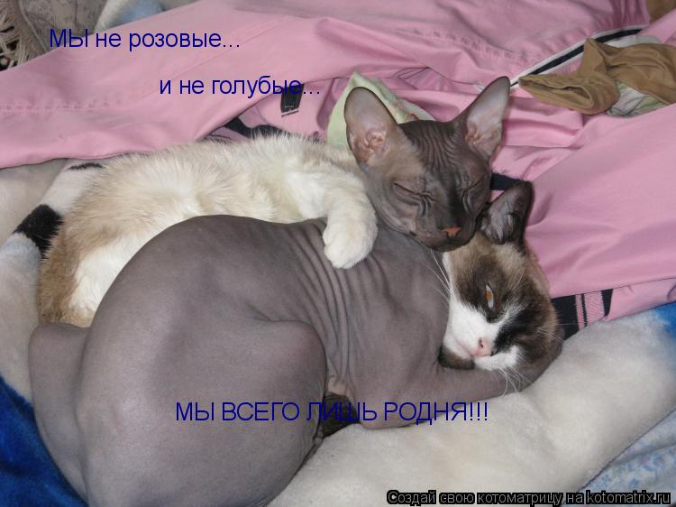 МЫ не розовые... и не голубые... МЫ ВСЕГО ЛИШЬ РОДНЯ!!!... Котоматрица: МЫ не розовые... и не голубые... МЫ ВСЕГО ЛИШЬ РОДНЯ!!!