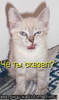 Чё ты сказал?... Котоматрица: Чё ты сказал?
