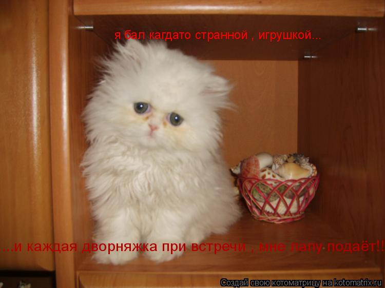 я бал кагдато странной , игрушкой... ...и каждая дворняжка при встречи , мне лапу подаёт!!!... Котоматрица: я бал кагдато странной , игрушкой... ...и каждая дворняжка при встречи , мне лапу подаёт!!!