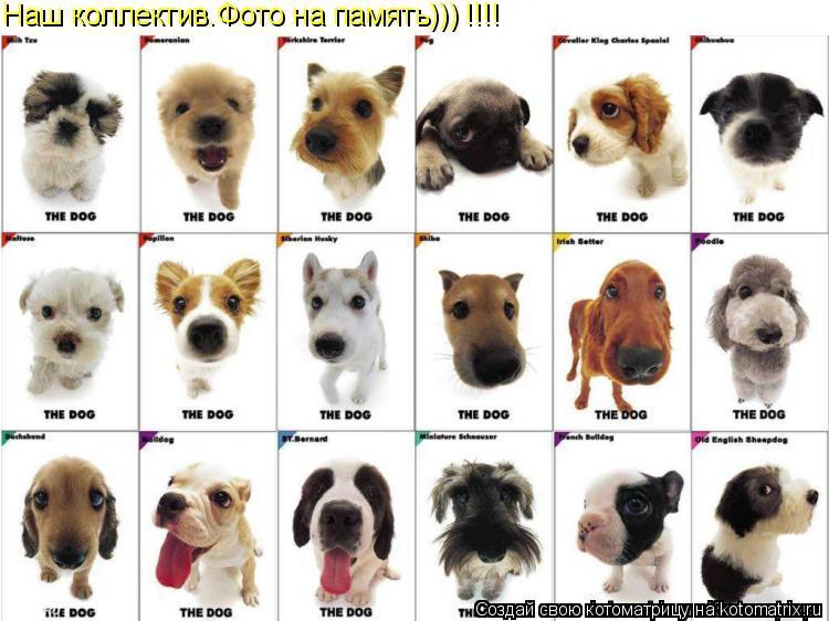 !!!!... Котоматрица: !!!!