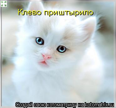 Клево приштырило... Котоматрица: Клево приштырило