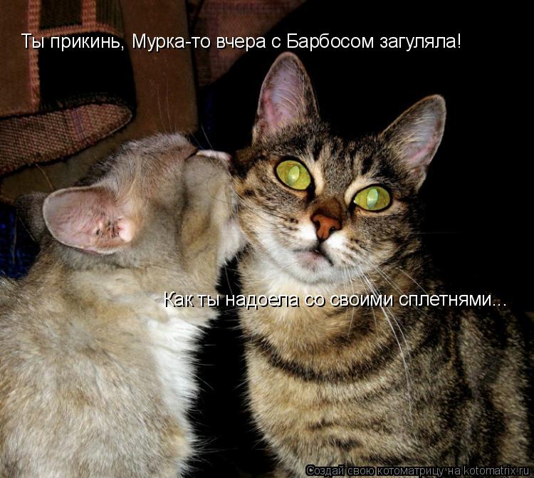 Ты прикинь, Мурка-то вчера с Барбосом загуляла! Как ты надоела со своими сплетнями...... Котоматрица: Ты прикинь, Мурка-то вчера с Барбосом загуляла! Как ты надоела со своими сплетнями...