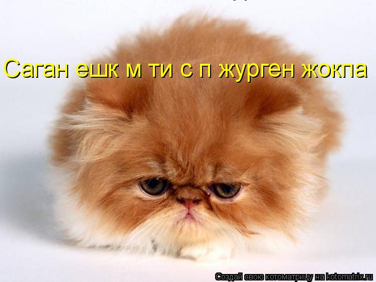 Котоматрица: Саган ешкім тиісіп журген жокпа Саган ешкім тиісіп журген жокпа