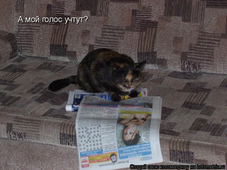 А мой голос учтут?... Котоматрица: А мой голос учтут?