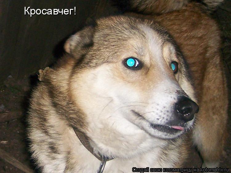 Котоматрица: Кросавчег!