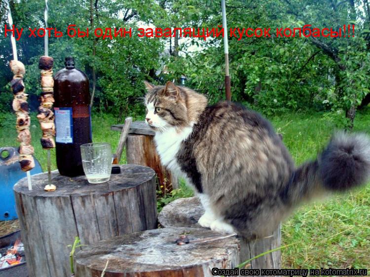 Ну хоть бы один завалящий кусок колбасы!!!... Котоматрица: Ну хоть бы один завалящий кусок колбасы!!!