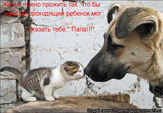 Котоматрица: Жизнь нужно прожить так ,что бы каждый проходящий ребенок мог сказать тебе:' Папа!!!'