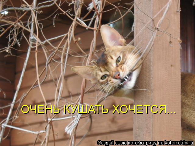 ОЧЕНЬ КУШАТЬ ХОЧЕТСЯ...... Котоматрица: ОЧЕНЬ КУШАТЬ ХОЧЕТСЯ...