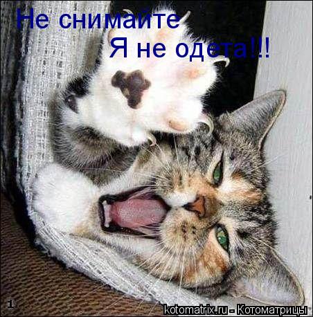 Котоматрица: Не снимайте Я не одета!!!