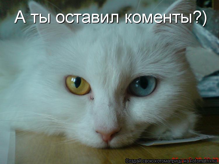 Котоматрица: А ты оставил коменты?)