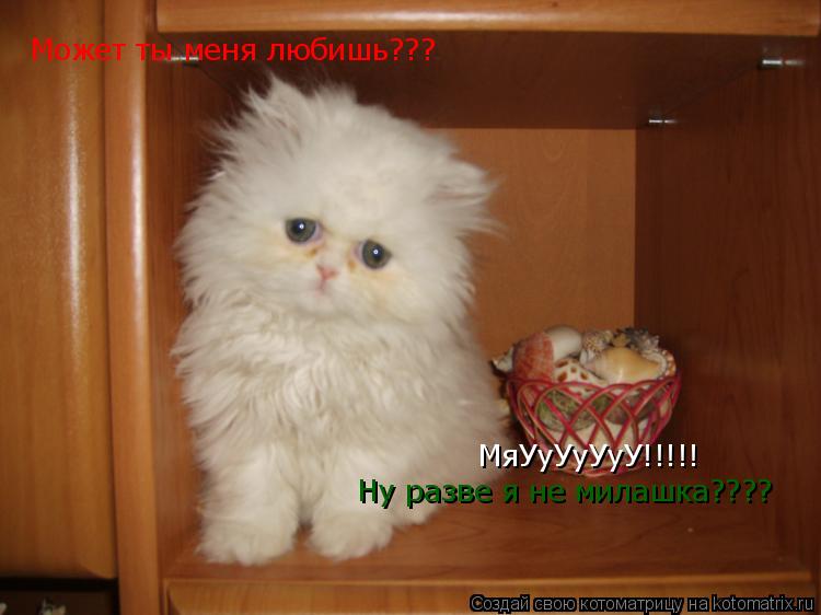 Котоматрица: Ну разве я не милашка???? Может ты меня любишь???  МяУуУуУуУ!!!!!