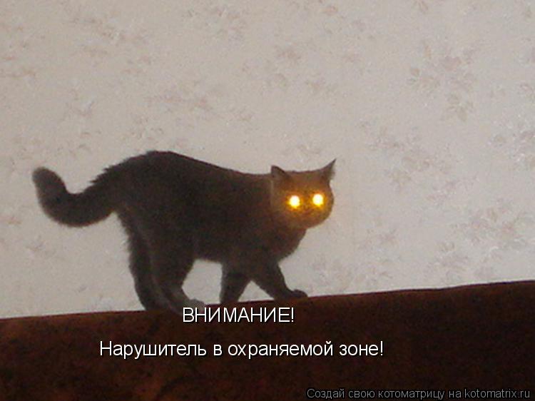 ВНИМАНИЕ! Нарушитель в охраняемой зоне!... Котоматрица: ВНИМАНИЕ! Нарушитель в охраняемой зоне!
