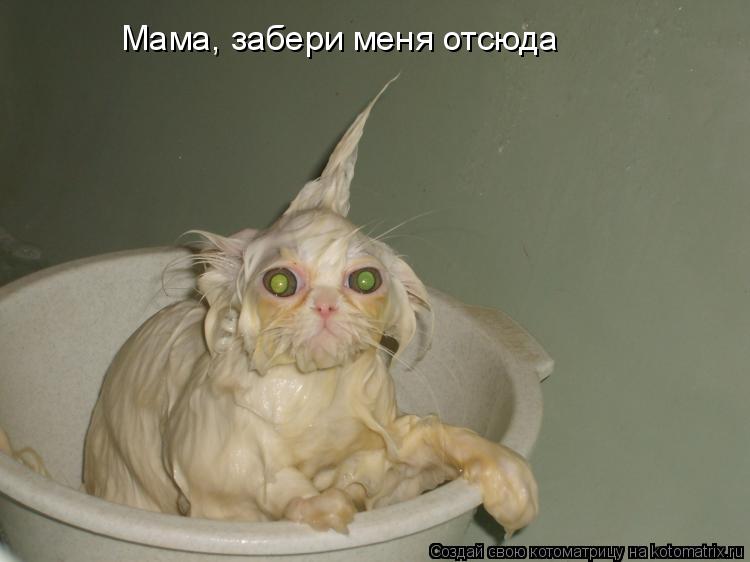 Котоматрица: Мама, забери меня отсюда