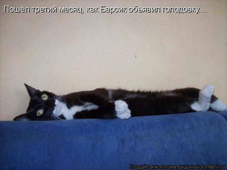 Котоматрица: Пошёл третий месяц, как Барсик объявил голодовку....