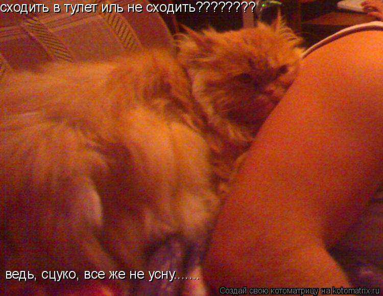 сходить в тулет иль не сходить???????? ведь, сцуко, все же не усну.......... Котоматрица: сходить в тулет иль не сходить???????? ведь, сцуко, все же не усну.......