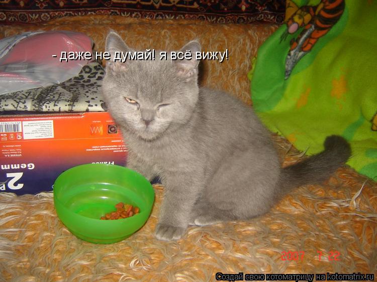 - даже не думай! я всё вижу!... Котоматрица: - даже не думай! я всё вижу!