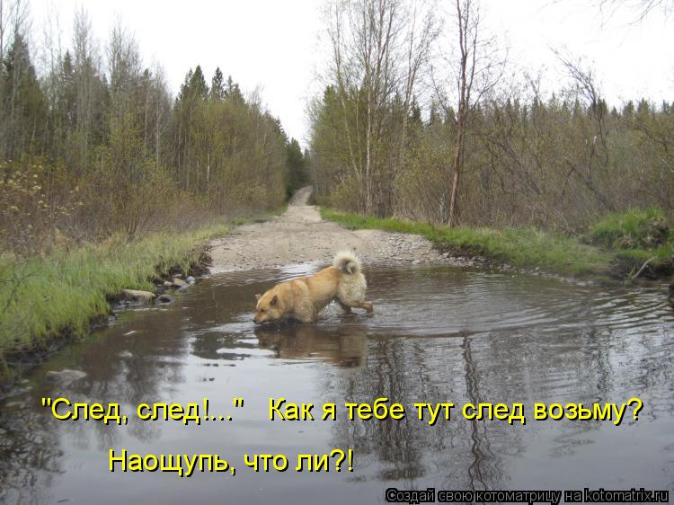 "След, след!..." Как я тебе тут след возьму? Наощупь, что ли?!... Котоматрица: "След, след!..." Как я тебе тут след возьму? Наощупь, что ли?!