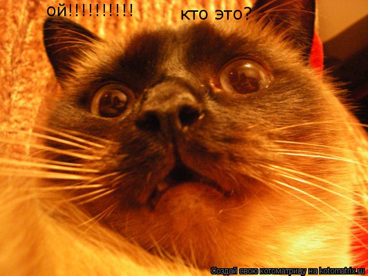 Котоматрица: ой!!!!!!!!!! кто это?