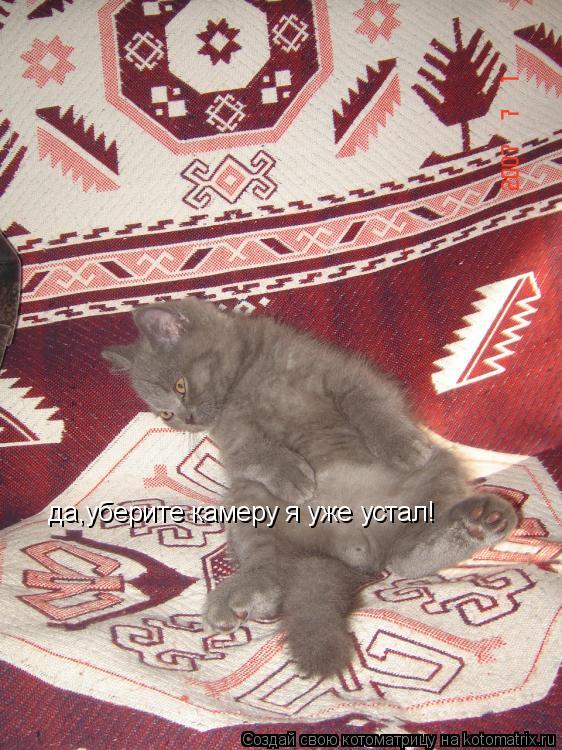 Котоматрица: да,уберите камеру я уже устал!