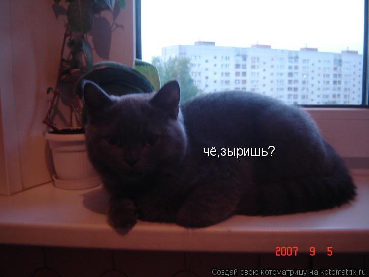 Котоматрица: чё,зыришь?