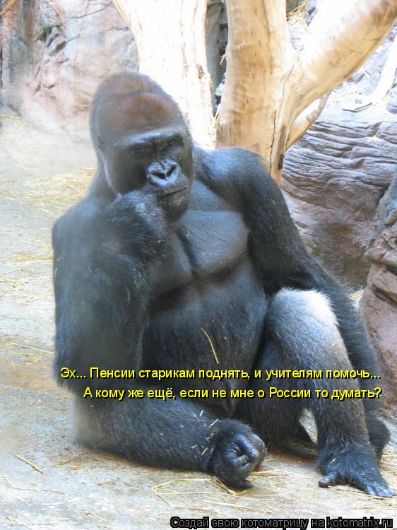 Котоматрица: Эх... Пенсии старикам поднять, и учителям помочь... А кому же ещё, если не мне о России то думать?