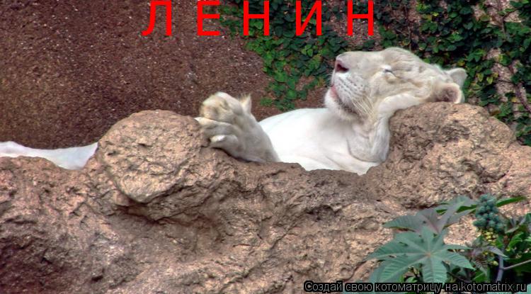 Котоматрица: Л Е Н И Н