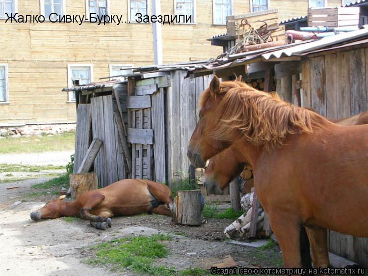 Котоматрица: Жалко Сивку-Бурку... Заездили