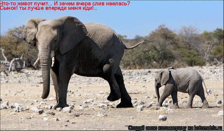 Котоматрица: Что-то живот пучит... И зачем вчера слив наелась? Сынок! ты лучше впереди меня иди!..
