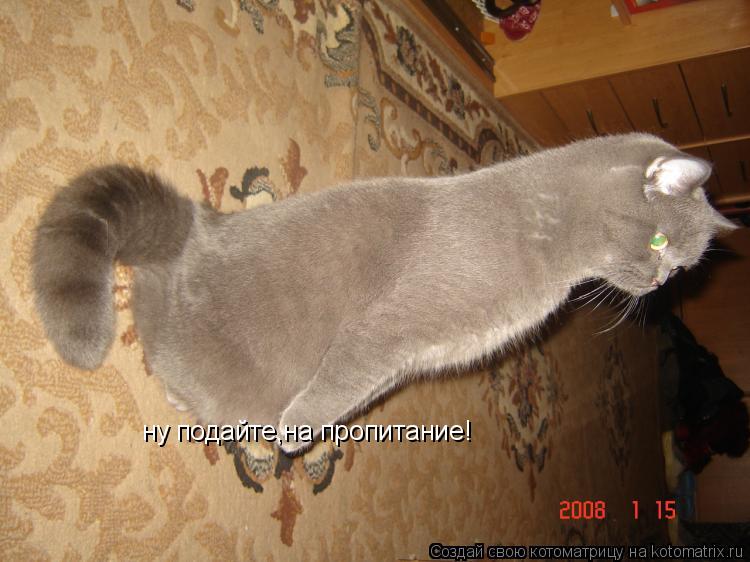 Котоматрица: ну подайте,на пропитание!