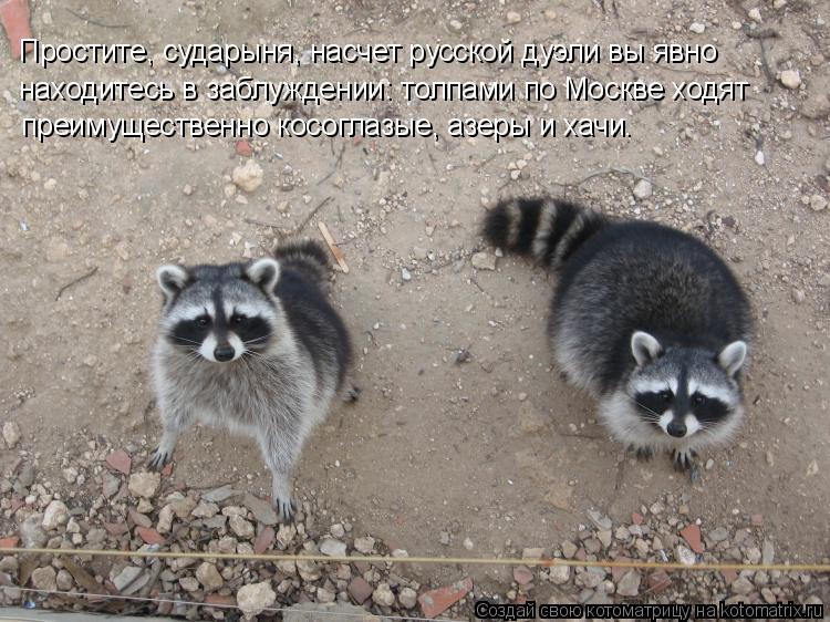 Котоматрица: Простите, сударыня, насчет русской дуэли вы явно находитесь в заблуждении: толпами по Москве ходят преимущественно косоглазые, азеры и хач