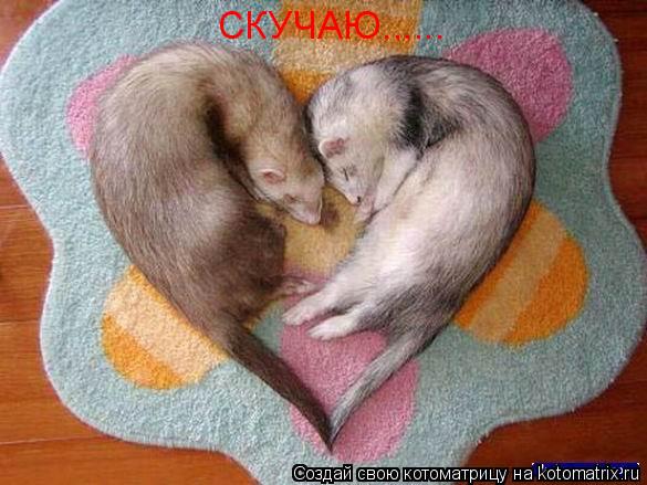 Котоматрица: СКУЧАЮ......