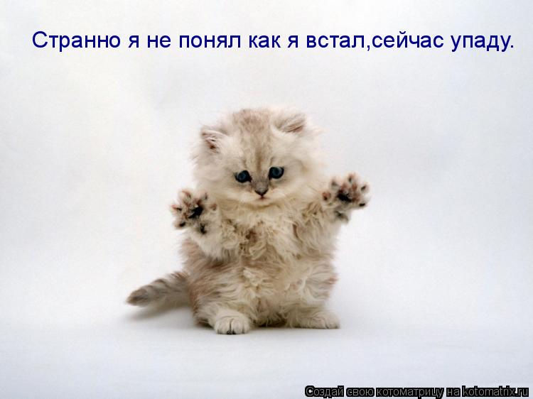 Котоматрица: Странно я не понял как я встал,сейчас упаду.